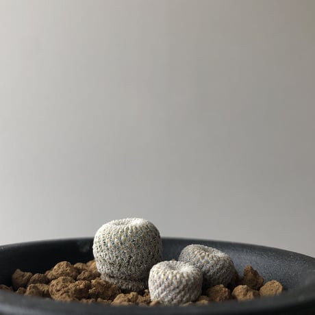 Epithelantha micromeris