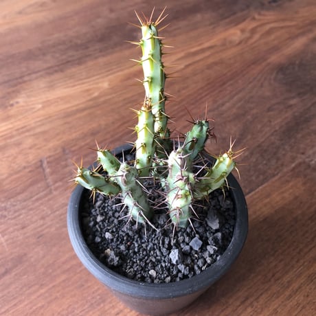 Euphorbia aeruginosa