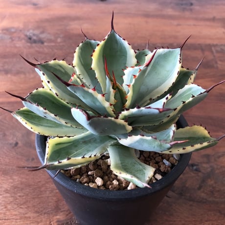 Agave potatorum  kishoukan