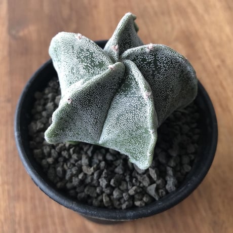 Astrophytum myriostigma