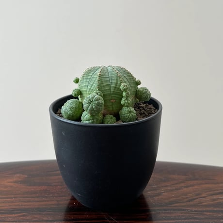 Euphorbia obesa ssp. symmetrica ユーフォルビア オベサ