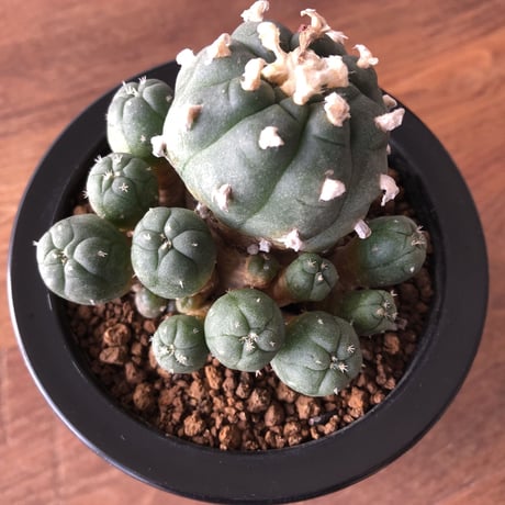 Lophophora