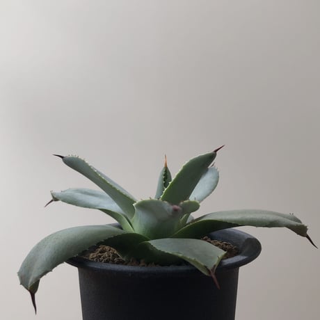 Agave Parryi