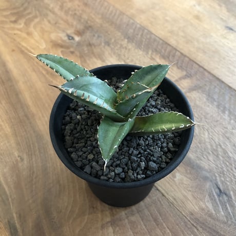 Agave Titanota Fo-076