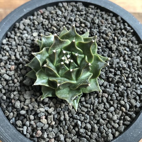 Obregonia denegrii