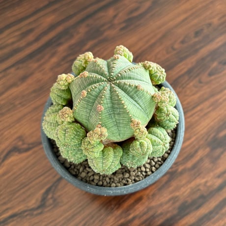 Euphorbia Obesa