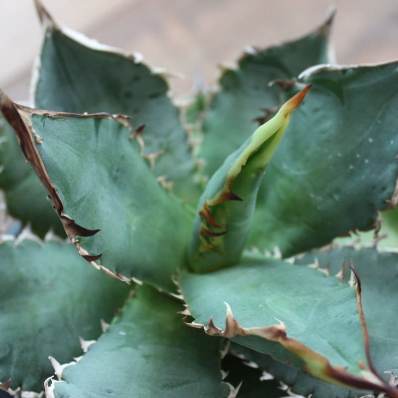 Agave Titanota FO222 | EL Damian