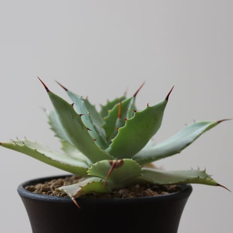 Agave Potatorum