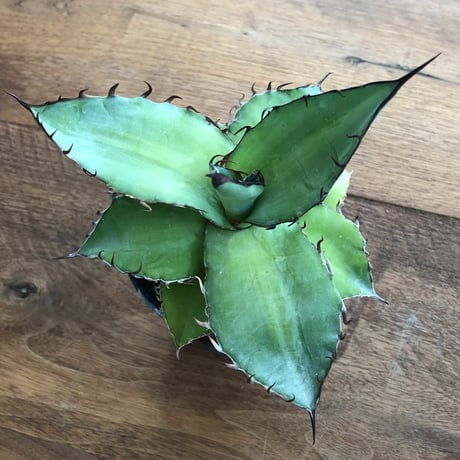 Agave   Titanota  Azul