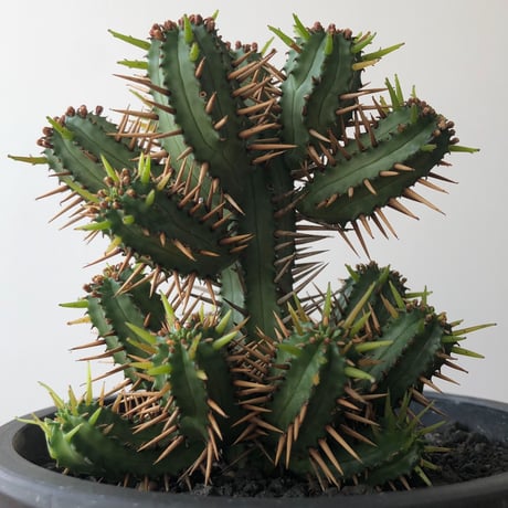Euphorbia enopla