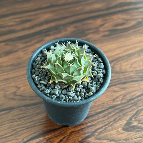 Obregonia Denegrii