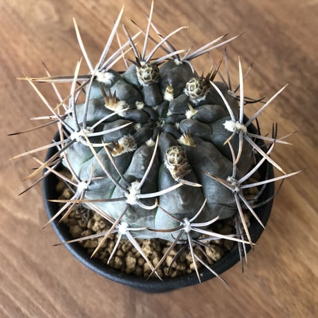 G. gibbosum var. nigrum