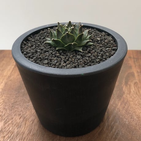 Obregonia denegrii