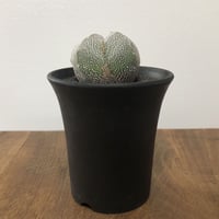 Astrophytum Myriostigma