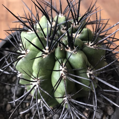 Neporteria clavata
