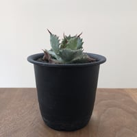 Agave Isthmensis