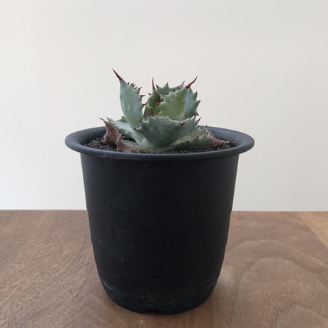 Agave Isthmensis