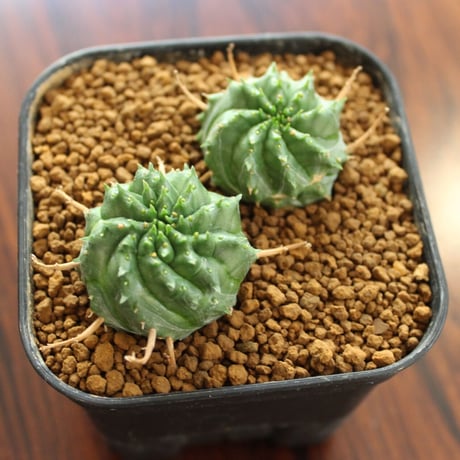 Euphorbia valida