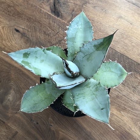 Agave Titanota White Ice