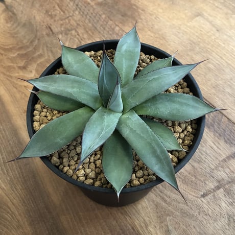 Agave Blue Ember