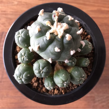 Lophophora
