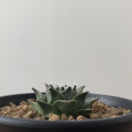 Obregonia denegrii