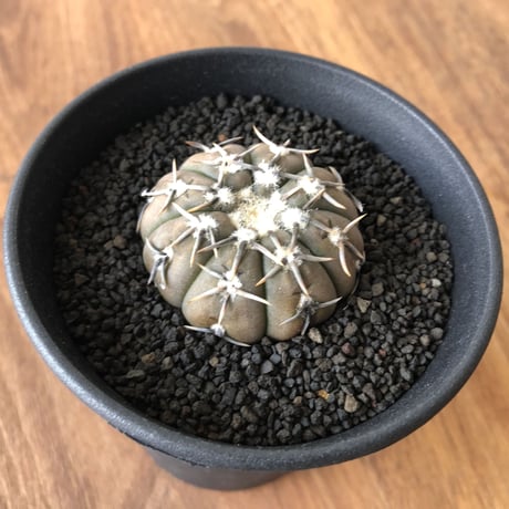 Gymnocalycium bodenbenderianum