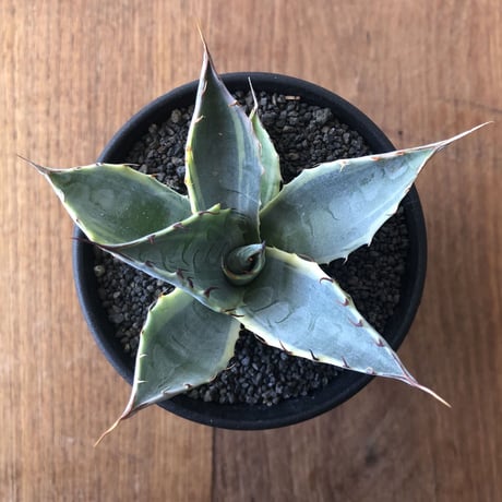 Agave parrasana 'Fire Ball'