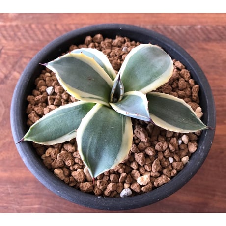 Agave applanata    cream spike