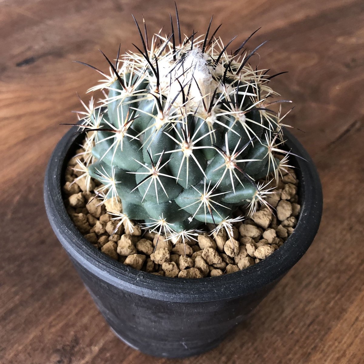 【美株強刺】ダブルヘッドコリファンタ 獅子奮迅 菊水 帝冠 黒王丸 天平丸 Coryphantha cornifera | EL Damian