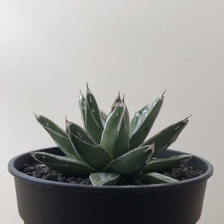 Agave Victoria Reginae