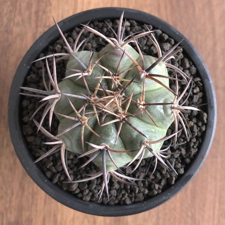 Echinocactus Horizonthalonius