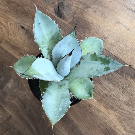 Agave Titanota White Ice