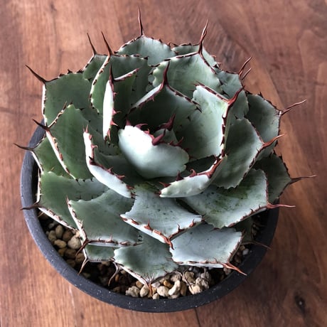 Agave potatorum 'Kissho Kan'