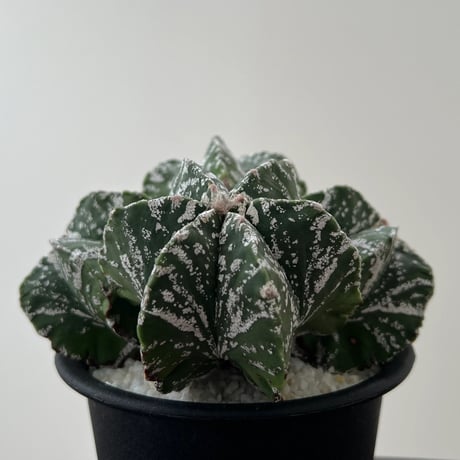 Astrophytum Myriostigma