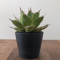 Agave Titanota