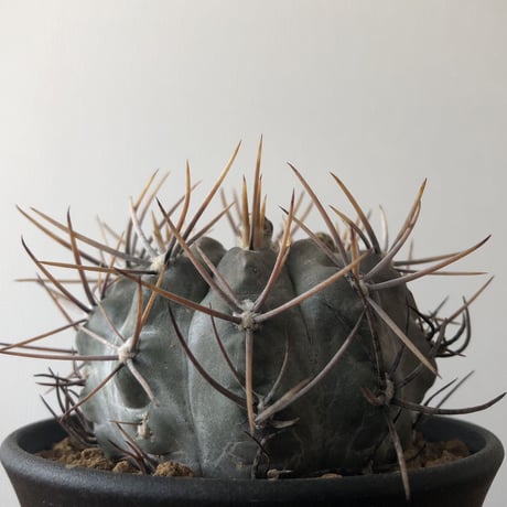 G. gibbosum var. nigrum