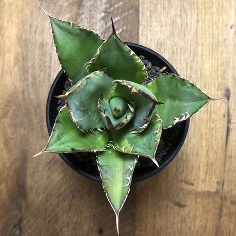 Agave Titnota