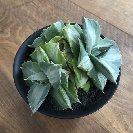 Agave Isthmensis Ohi Raijin