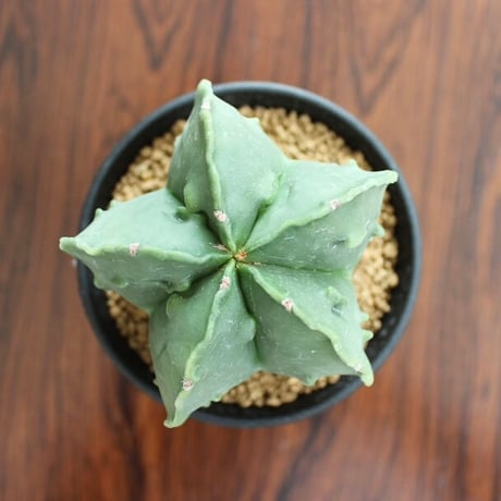 Astrophytum Myriostigma