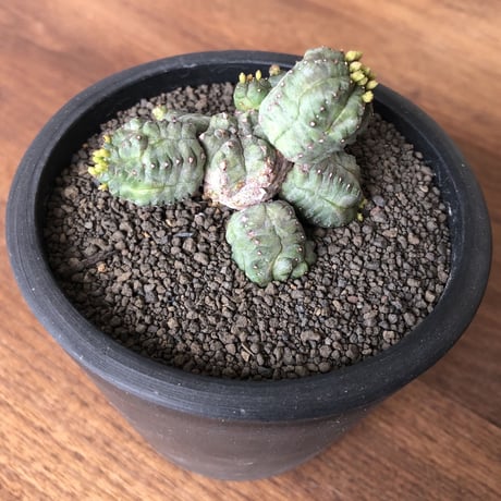 Euphorbia pseudoglobosa