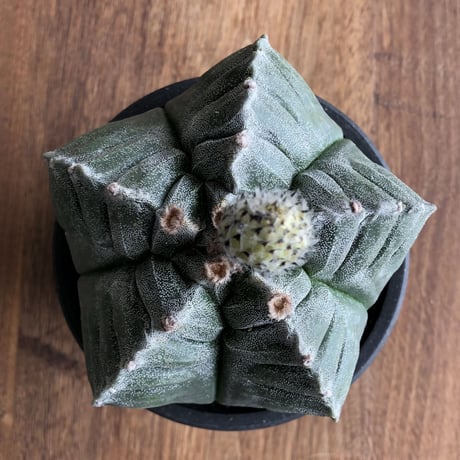 Astrophytum myriostigma