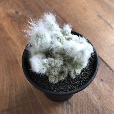 Espostoa ritterii