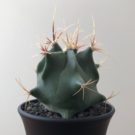 Ferocactus Histrix