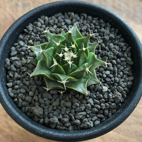 Obregonia Denegrii