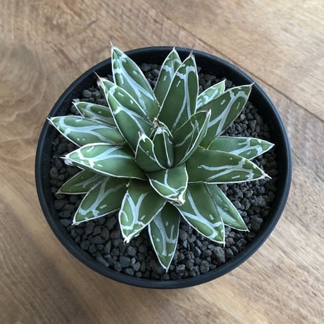 Agave Victoria Reginae