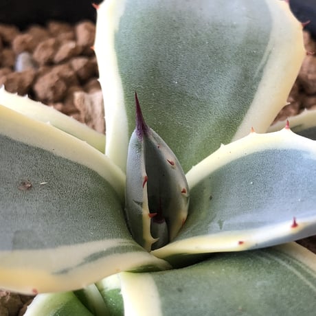 Agave applanata    cream spike