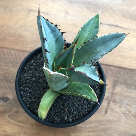 Agave Titanota Black Spin