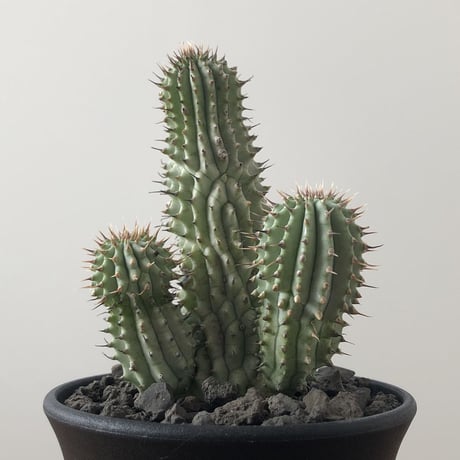 Hoodia currorii