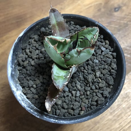Agave Titanota Black and Blue